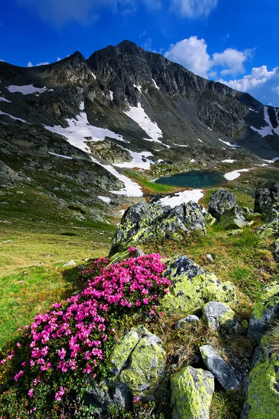 Berg blommor i nationalparken retezat, Rumänien — Stockfoto