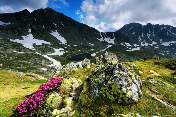 Flores de montaña en Parque Nacional Retezat, Rumania —  Fotos de Stock