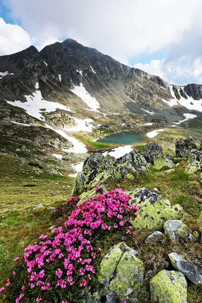 Flores de montaña en Parque Nacional Retezat, Rumania — Foto de Stock