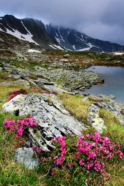 Berg blommor i nationalparken retezat, Rumänien — Stockfoto