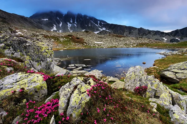 Flores de montaña en Parque Nacional Retezat, Rumania —  Fotos de Stock