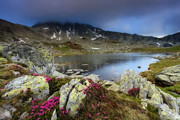 Berg blommor i nationalparken retezat, Rumänien — Stockfoto