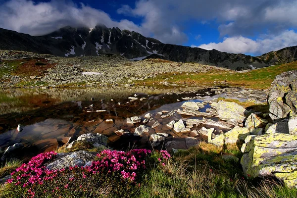 Berg bloemen in nationaal park retezat, Roemenië — Stockfoto
