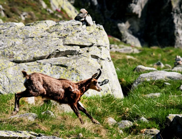 Rupicapra Carpatica in National Park Retezat, Romania — Stock Photo, Image