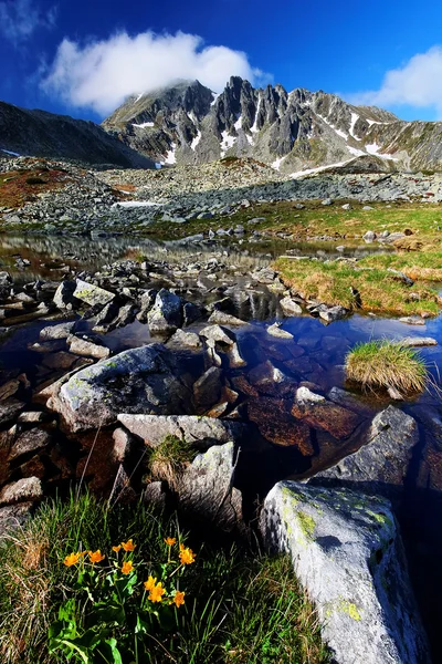 Berg blommor — Stockfoto