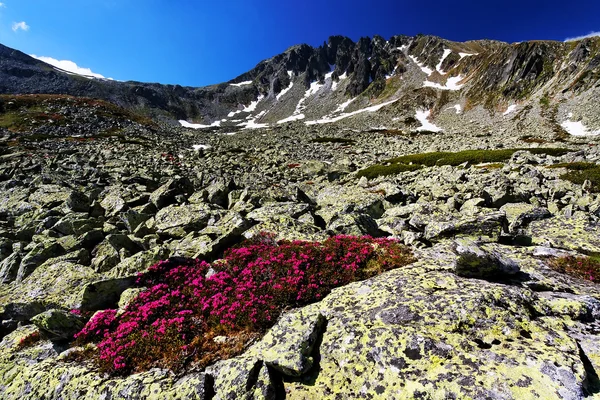 Βουνό λουλούδια στο εθνικό πάρκο retezat, Ρουμανία — Φωτογραφία Αρχείου