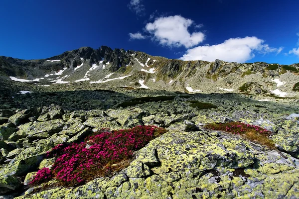 Berg blommor i nationalparken retezat, Rumänien — Stockfoto