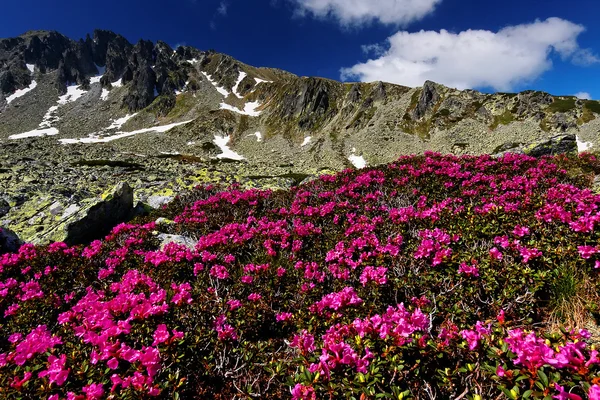 Гірські квіти в національному парку Retezat, Румунія — стокове фото