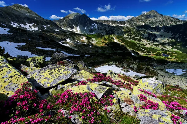 Horské květiny v národní park retezat, Rumunsko — Stock fotografie