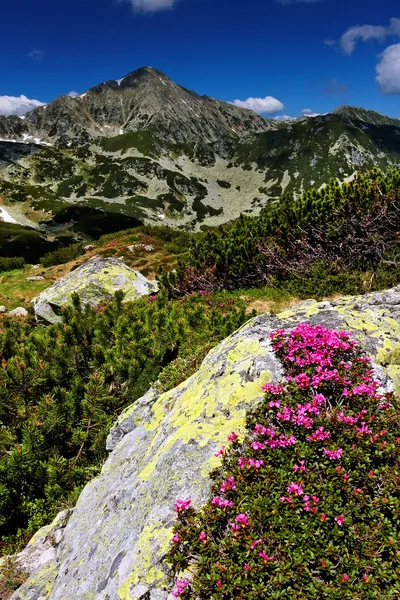 Horské květiny v národní park retezat, Rumunsko — Stock fotografie