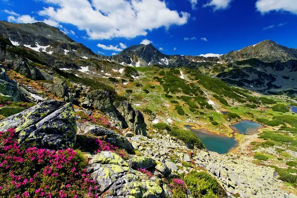 Bergblumen im Nationalpark retezat, Rumänien — Stockfoto