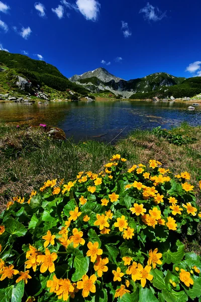 Mountain flowers — Stock Photo, Image