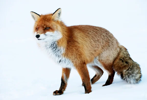 Fox в естественной среде обитания — стоковое фото