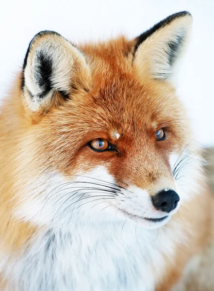 Fox portrait isolated on white — Stock Photo, Image