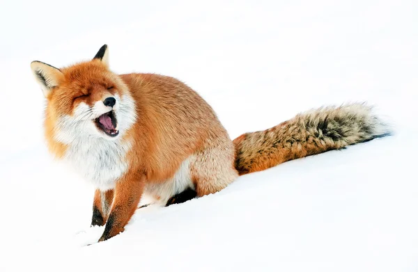 白で隔離される fox の肖像画 — ストック写真