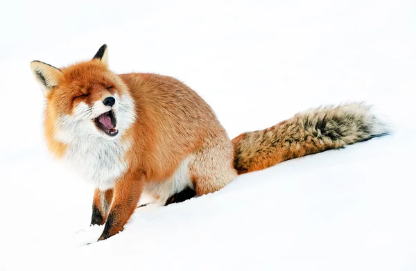 Fox portrét izolované na bílém — Stock fotografie