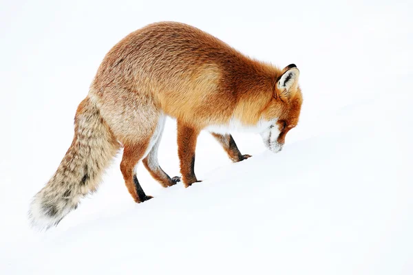 Fox in de wildernis op zoek naar voedsel — Stockfoto