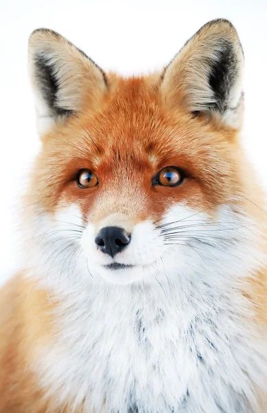 Fox portrait isolated on white — Stock Photo, Image