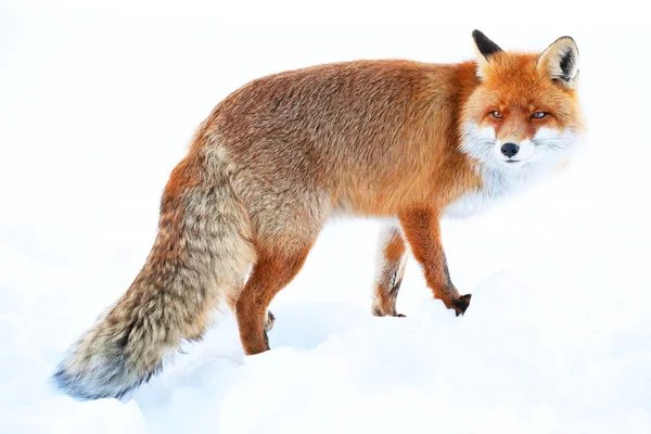 Fox poszukuje żywności — Zdjęcie stockowe