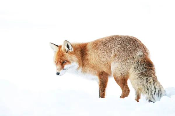 Fox in natuurlijke habitat — Stockfoto
