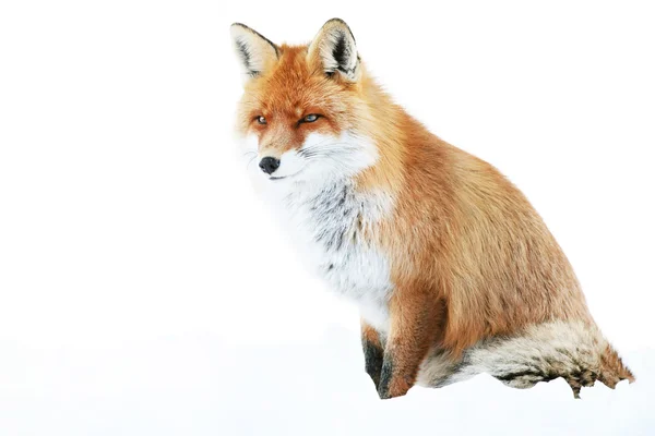 Fox in natural habitat — Stock Photo, Image