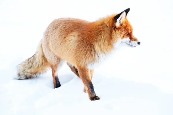 Fox looking for food — Stock Photo, Image