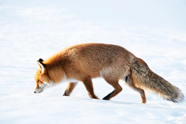 Fox в естественной среде обитания — стоковое фото