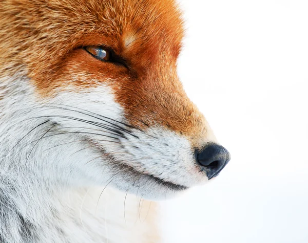 Retrato de Fox aislado en blanco — Foto de Stock