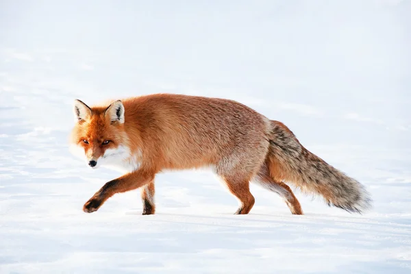 Fuchs in natürlichem Lebensraum — Stockfoto