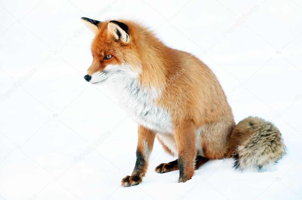 Fox portrait isolated on white