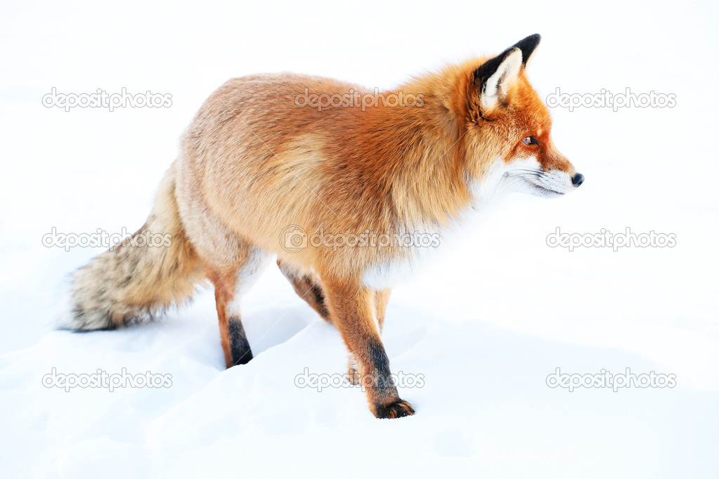 Fox looking for food