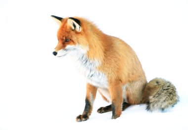 Fox portre