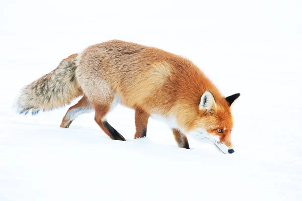 Fuchs in der Wildnis auf Nahrungssuche — Stockfoto