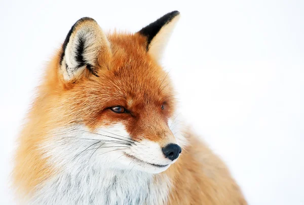 Retrato de Fox aislado en blanco — Foto de Stock