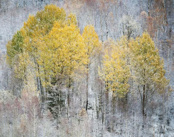 Késő őszi erdős táj — Stock Fotó