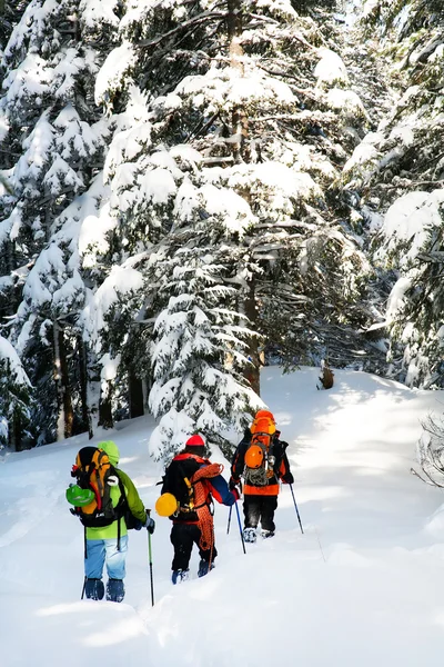 Alpinisten nähern sich einem Berg durch einen Wald — Stockfoto