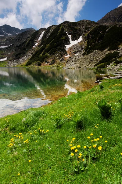 Горные цветы в национальном парке Ретезат, Румыния — стоковое фото