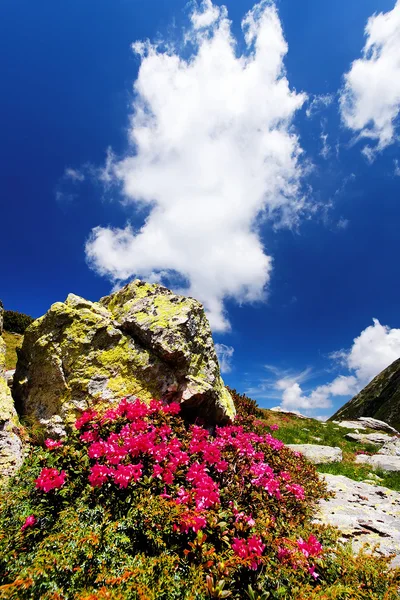 Mountain flowers in National Park Retezat, Romania — Stock Photo, Image