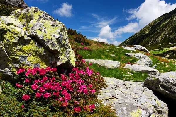 Mountain flowers in National Park Retezat — Stock Photo, Image