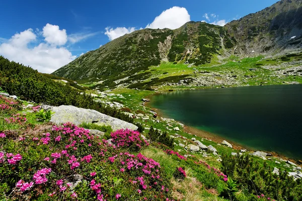 Berg blommor i retezat nationalpark — Stockfoto