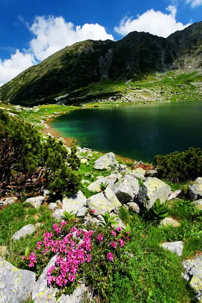 Mountain flowers in National Park Retezat, Romania — Stock Photo, Image
