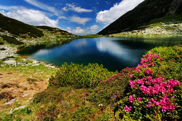 Горные цветы в национальном парке Ретезат — стоковое фото