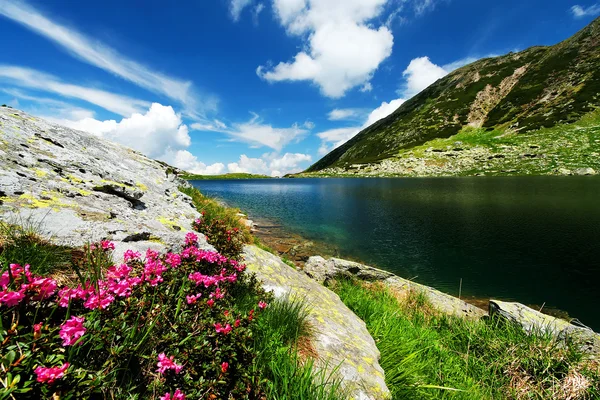 Flores de montaña en Parque Nacional Retezat —  Fotos de Stock