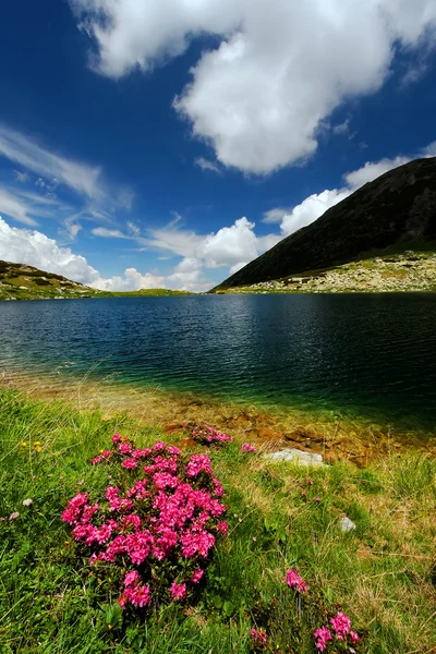 Horské květiny v národní park retezat, Rumunsko — Stock fotografie