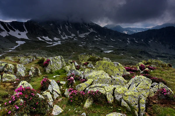 Dağ çiçekleri retezat Milli Parkı, Romanya — Stok fotoğraf