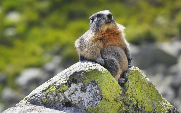 Marmota alpina en hábitat natural —  Fotos de Stock