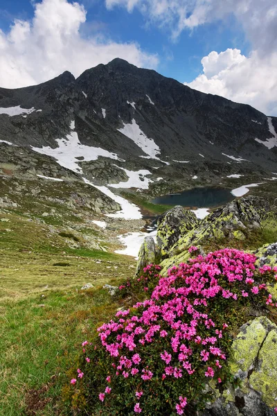 Horské květiny v národní park retezat, Rumunsko — Stock fotografie