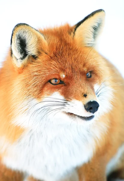 Fox in natural habitat — Stock Photo, Image