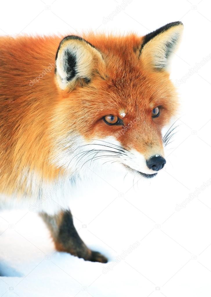 Fox portrait
