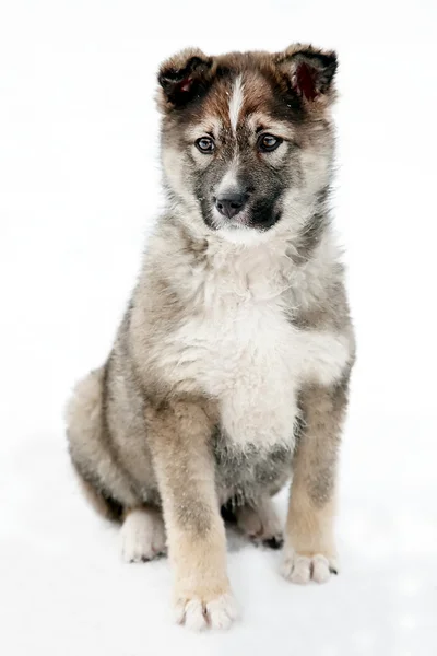 Welpe Schäferhund Portrait — Stockfoto